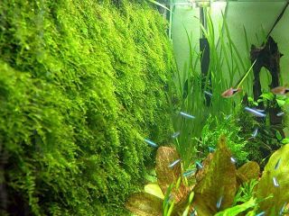 Pet Supplies  Aquarium & Fish  Decorations  Live Plants