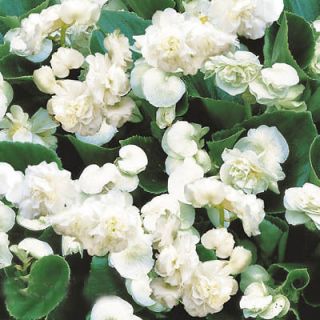   F1 DOUBLE BEGONIA 25 SEEDS GREAT CHOICE FOR HANGING POTS, PLANTERS