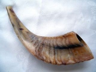 Rams Horn Shofar   Natural, 33 35 cm 14 inch made in Israel