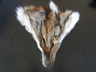 LARGE COYOTE FACE AKA BRUSH WOLF FUR CRAFTS TAXIDERMY teeth skull tail