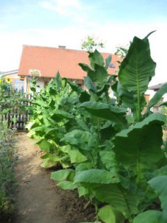 tobacco seeds in Flowers, Trees & Plants