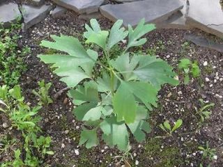 GINGKO BILOBA Ginko MAIDENHAIR TREE seeds nuts bonsai