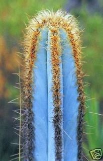 cactus plants in Plants