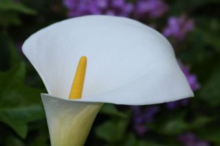   ~12 baby Calla lily Zantendescia Aethiopica rhizomes plants bulbs
