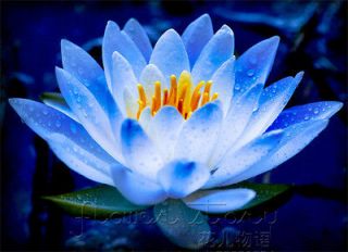   Flowers Seeds Lotus Fairy Flower Color Aquatic Plants Blue Plant HOT