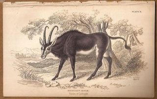 SABLE ANTELOPE c1840 Jardine Engraving Hand Colored