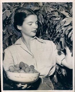 1950 Pretty Lady Alma Ware Picks Lychee Fruit Florida Orchard Press 
