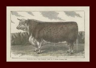 Hereford Bull, Cattle, Guelph, Ontario, Hand Colored Engraving Matted 