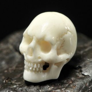   BEAD White BUFFALO BONE Carving 16+mm Carved in Bali 1mm drill hole
