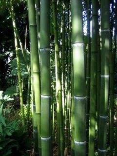 Giant timber bamboo plant Phyllostachys atrovaginata hardy to  15f.