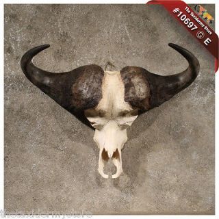   African Cape Buffalo Skull & Horn Taxidermy Mount (Big 5