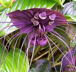 Tacca chantrieri BLA​CK BAT FLOWER wierd tropical 10 seeds indoors