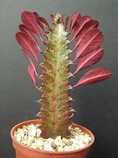 euphorbia plants in Plants