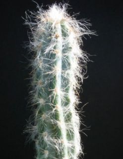 Pilosocereus glaucescens OJO cacti cactus seed 20 SEEDS