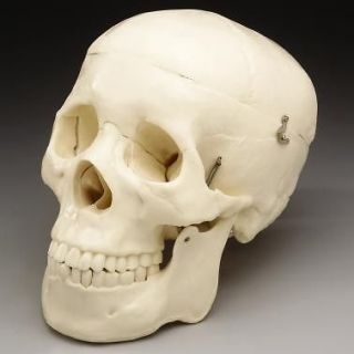 Life Size Human Bucky Skull Model 2nd Quality, NEW