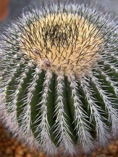   Pectinifera Crebispina cactus plant seeds~Purple Uebelmania seeds