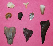 Collectibles > Rocks, Fossils & Minerals > Fossils