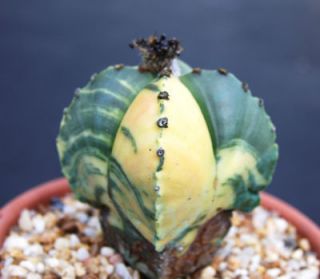   VARIETY MIX variegated, variegata globular cacti cactus seed 50 SEEDS