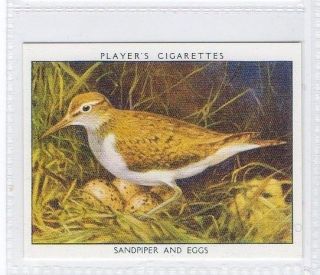 18 Sandpiper and Eggs   Wild Birds R Card