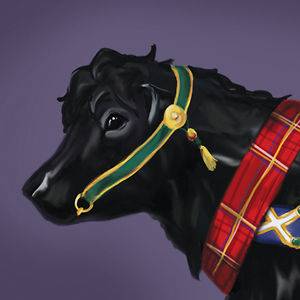 Scottish Beltie Belted Galloway Carousel Cow 7X10 Print