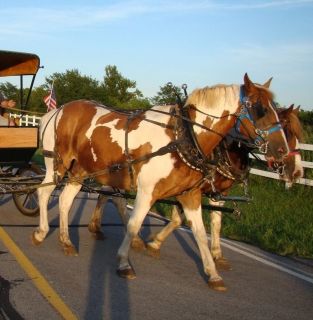 Amish made horse drawn draft horse granite beta team harness with 