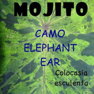 CAMO ELEPHANT EAR MOJITO Live TARO PLANT KALO Colocasia esculenta 
