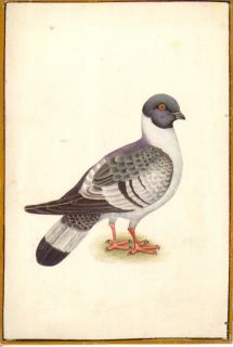 Tropical Pigeon Miniature Painting Original Handmade Bird Watercolor 