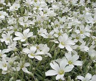 SNOW IN SUMMER Cerastium Tomentosum Groundcover   10,000 Bulk Flower 