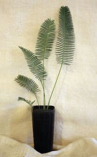 Dioon edule LIVE CYCAD PLANT 18 24 tall
