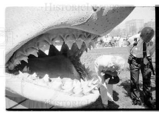 1988 35mm Negs Shark model from Jaws at Museum SI  52
