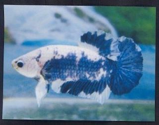 Newly listed BETTA FISH MALE PLAKAT Photo Refrigerator Magnet #1050