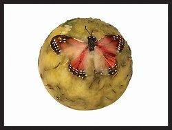 Habersham Candle Co. Wax Pottery 4 Sphere Flameless Candle  Butterfly 