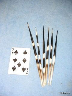   Porcupine Quills 7 9 for Hair Pins, Jewelry, Arts, Crafts (7s