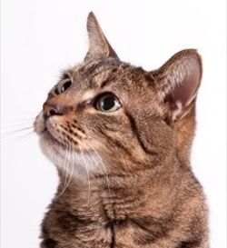 How to Treat Ear Mites in Cats   PetMeds®