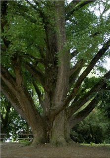20 Ginkgo Biloba seeds   Maidenhair Tree   collected in 2012.