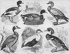 Ducks Waterfowl Mallard Wood Duck Eider Brandt lithogra