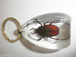 Goliath Scarab Beetle (Dicranocephalus wallichi)   Large Key Ring 