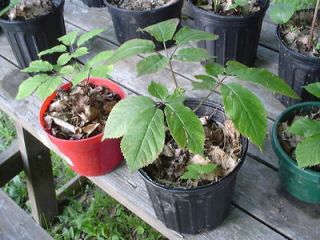   Northern US Ginseng Seeds. Grow Wild Fresh Roots In Your Home, etc