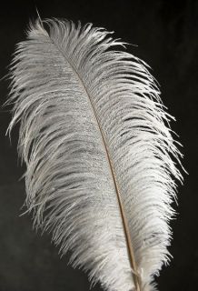   FEATHERS 18 23 Full Wing PLUMES; Bridal/Wedding​/Centerpiece/H​at