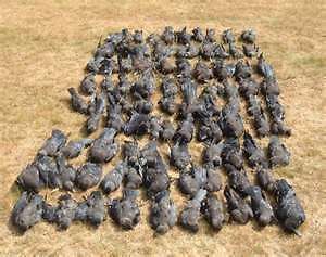   Mtn 2012 Crow Buster  Crow Calling Cd Crow Hunting Game Call Cd
