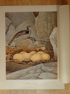 1882 Antique GENTRY Print RUFFED GROUSE LITHOGRAPH Birds Nests Eggs