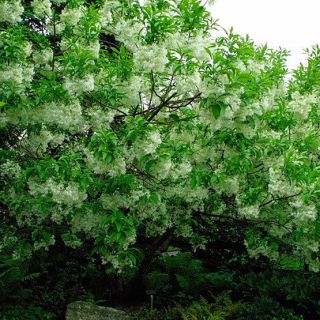 white fringe tree chionanthus virginicus seeds more options seed qty