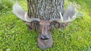 moose head lg wall antler mount lodge cabin taxidermy time