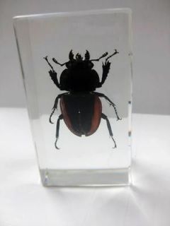 Big Beetle Horned Rhinoceros Beetle Specimen (Paperweight) 7.4*4*2cm 