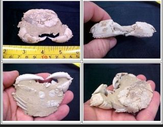 crab fossil very very rare must see crab2 time left