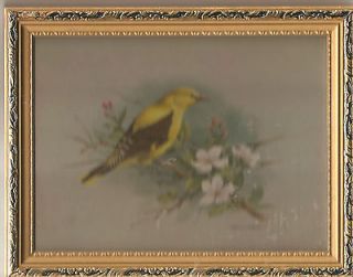 Framed Print Exotic Yellow Bird Basil Ede Gilt Frame 9 x 7 in