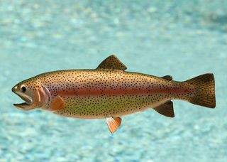 taxidermy 13 fiberglass rainbow trout wall mount time left $