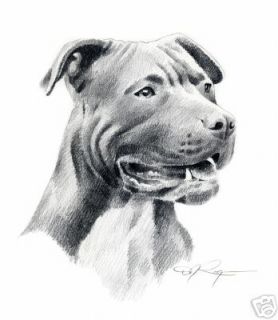 AMERICAN PIT BULL TERRIER DOG pencil art 8 x 10 print signed DJR