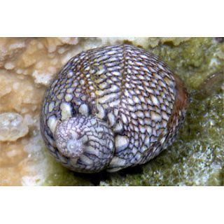 10 Nerite Snails   Live Saltwater Algae Eating Cleaner Snails