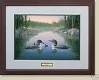 north country loons by sam timm  163